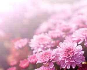 Soft blurred Chrysanthemum Gompie Pink flower for background