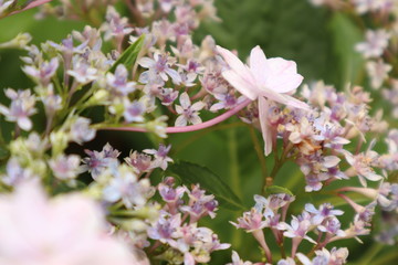 白いガクアジサイ