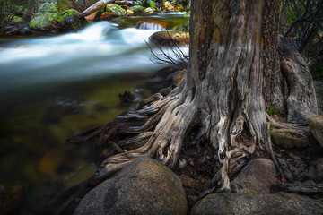 Flowy Riverbank with Gnarled Dead Tree - Yosemite National Park