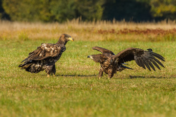 Haliaeetus albicilla, White-tailed Eagle, Sea Eagle, Poland