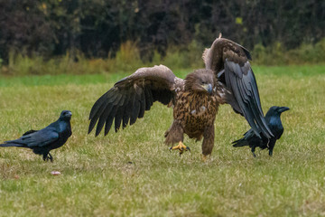 Haliaeetus albicilla, White-tailed Eagle, Sea Eagle, Poland