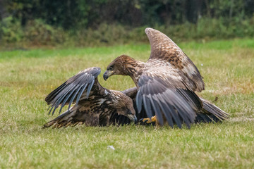 Haliaeetus albicilla, White-tailed Eagle, Sea Eagle, Poland
