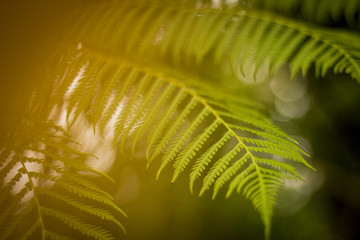 Light touching green leaf detail shot