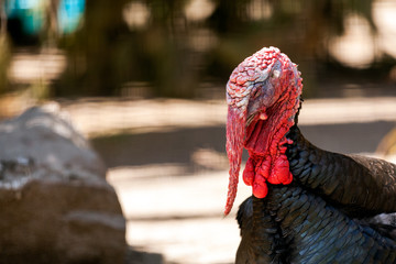 Close-up portrait of an adult black turkey with red beak on a warm summer day