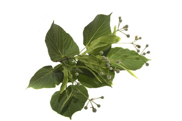 linden isolated on white background