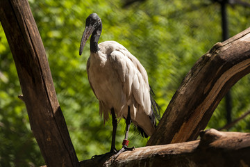 Close-up portrait of a beautiful adult sleeping  ibis on a birch on a warm summer day