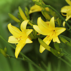 Yellow Day lily flower or Hemerocallis blooming