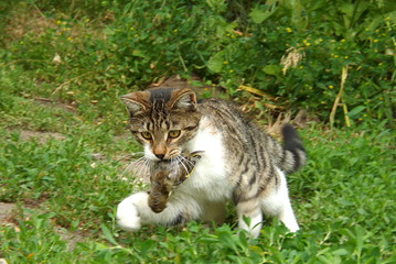 Cat with prey in the teeth.