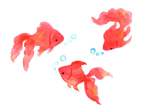 金魚水彩イラスト Stock ベクター Adobe Stock 金魚水彩イラスト Stock ベクター Adobe Stock