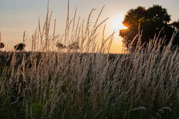 Sunrise Wheat field Gold
