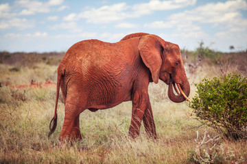 Fototapeta na wymiar African bush elephant, (loxodonta africana) red from dust feeding on a bush. Tsavo East national park, Kenya.