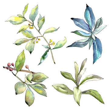 Elaeagnus leaves in a watercolor style isolated. Aquarelle leaf for background, texture, wrapper pattern, frame or border.