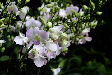 Obraz na płótnie Canvas white orchid garden
