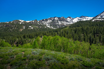 Fototapeta na wymiar Green Alpine Forest With Snowy Spring Peaks