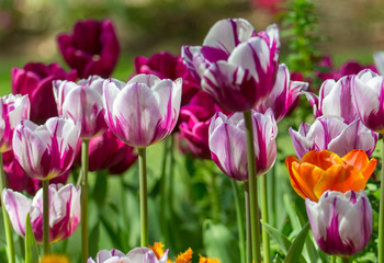 Gorgeous sun lit field of a variety of tulips types in a garden.