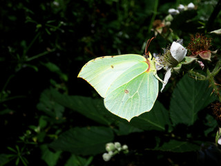 Butterflies and Summertime