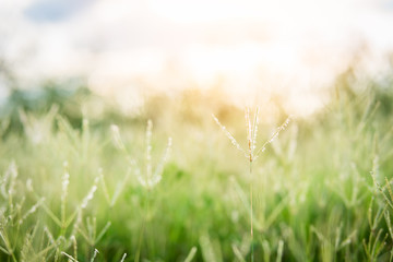 green grass flower background