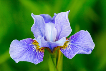 flower iris