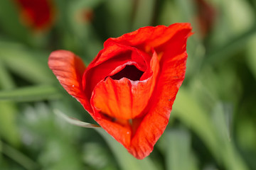 Fototapeta premium flower 