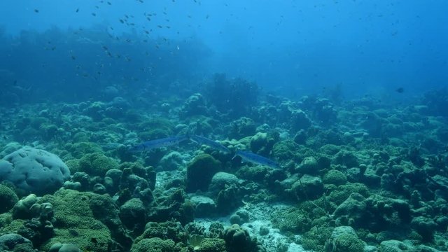 Seascape of coral reef / Caribbean Sea / Curacao with various hard and soft corals, sponges and barracuda