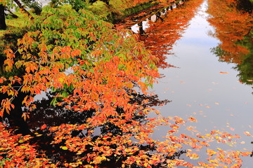弘前城外濠の紅葉