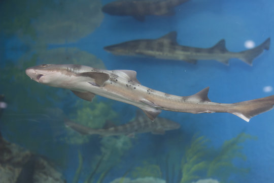 small sharks are swimming in an aquarium