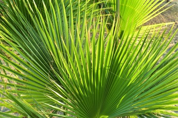 Palm leaves texture, tropical vacation concept, green background.