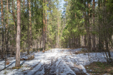 Bright sunny pine forest in the snow