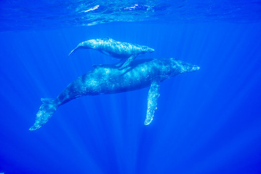 Blue whales swimming in ocean