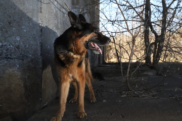 Dog German Shepherd outdoors in a summer