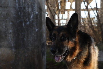 Dog German Shepherd outdoors in a summer