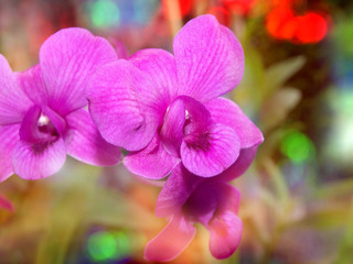 Pink orchids with bokeh