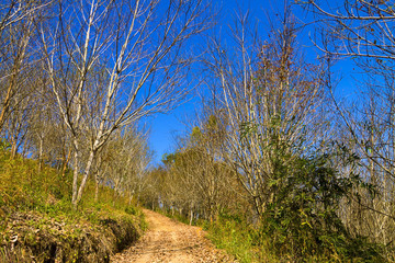 Amazing autumn dry trees leaves change yellow and orange
