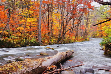 晩秋の奥入瀬渓流