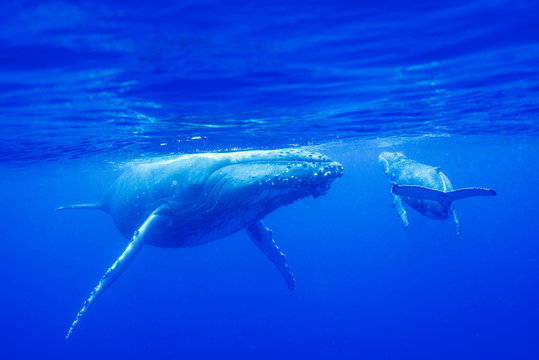クジラの親子