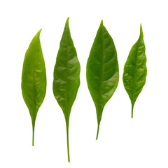 Pseuderanthemum palatiferum (Nees) Radlk, green leaves are medicinal herbs