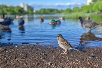 Little gray sparrow on the background of the lake and other bird
