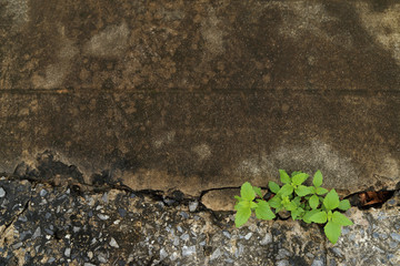 Plant grow up on cracked pavement with copy space for text on top.