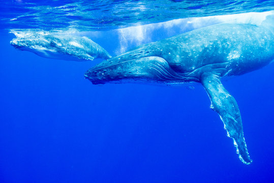 クジラの親子