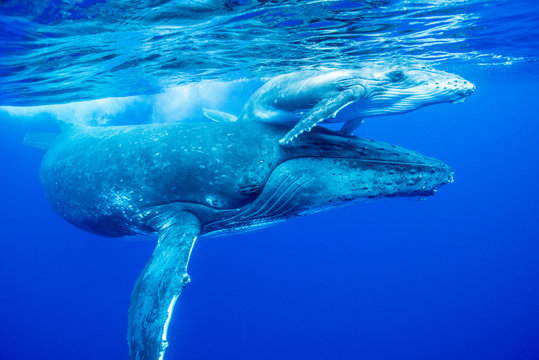 クジラの親子