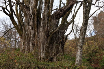 Obraz premium 高坂の大カツラ（桂の木） Takasaka's big tree / Mamurogawa, Yamagata, Japan