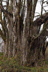 高坂の大カツラ（桂の木）　Takasaka's big tree / Mamurogawa, Yamagata, Japan	