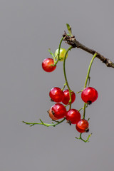 red berries on branch isolated on white