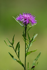 Beautiful flower in summer time