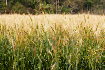 Rice field and crop.