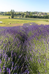 Naklejka na ściany i meble Lavender field