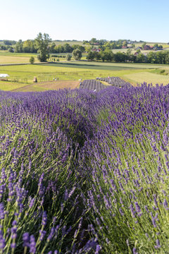 Lavender field