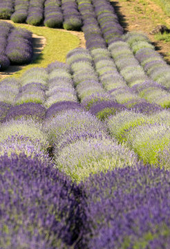 Lavender field