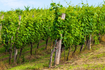Fototapeta na wymiar Vineyard in summer morning, grape vines planted in rows, Europe