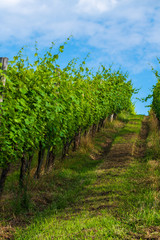 Fototapeta na wymiar Vineyard in summer morning, grape vines planted in rows, Europe